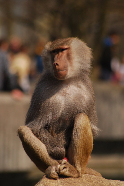 Hamadryas baboon