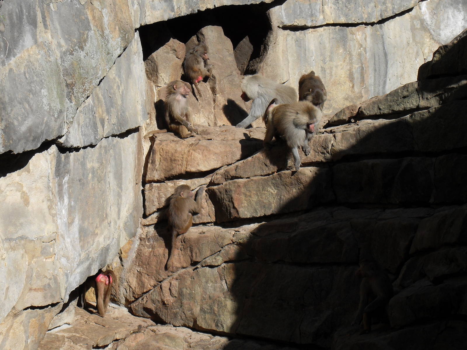 hamadryas baboons 030910