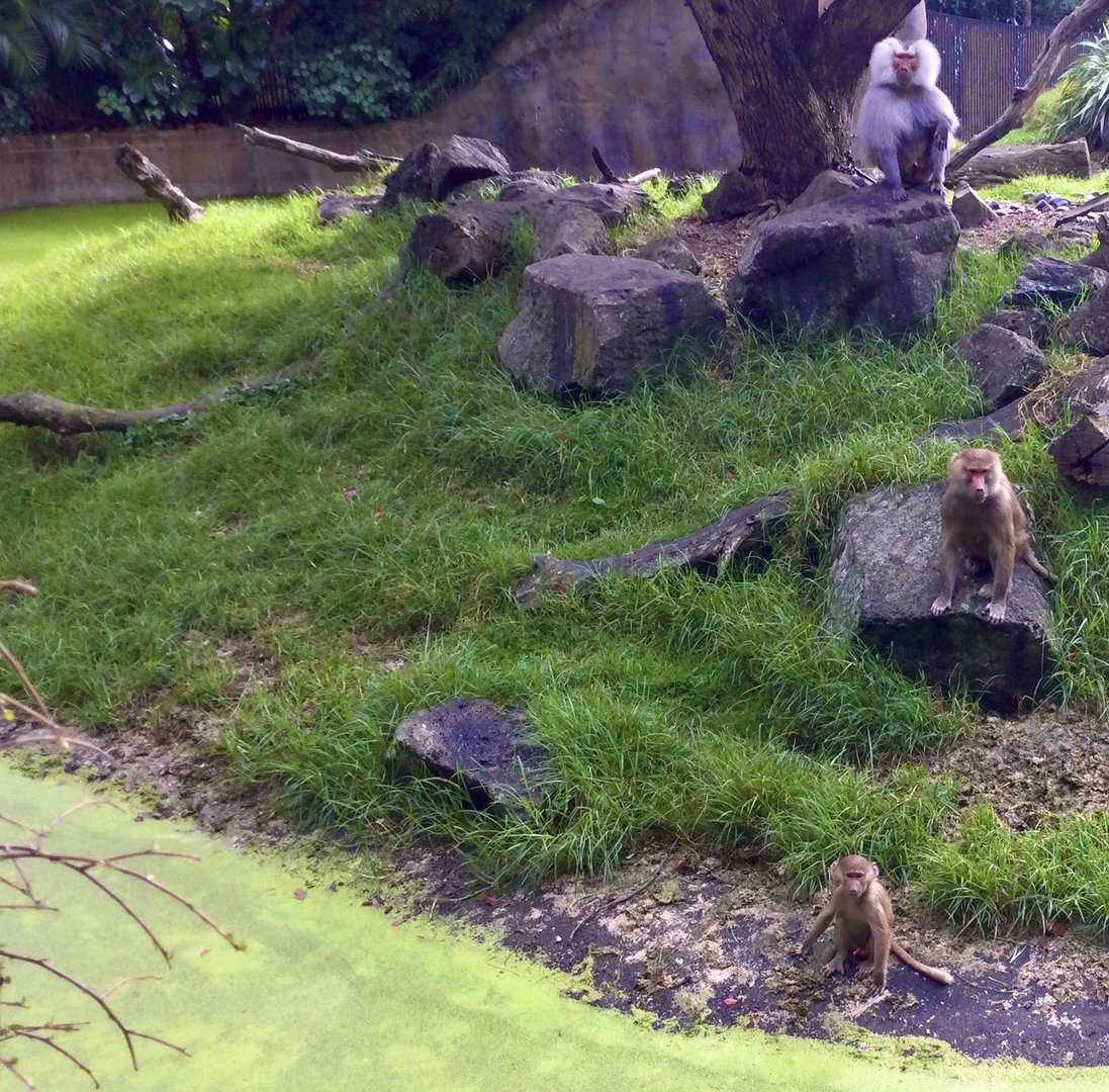 Hamadryas Baboons - 1,2,3