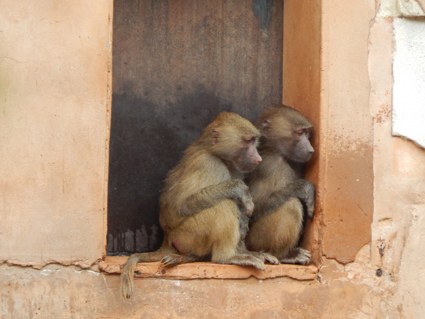 Hamadryas baboons 130624