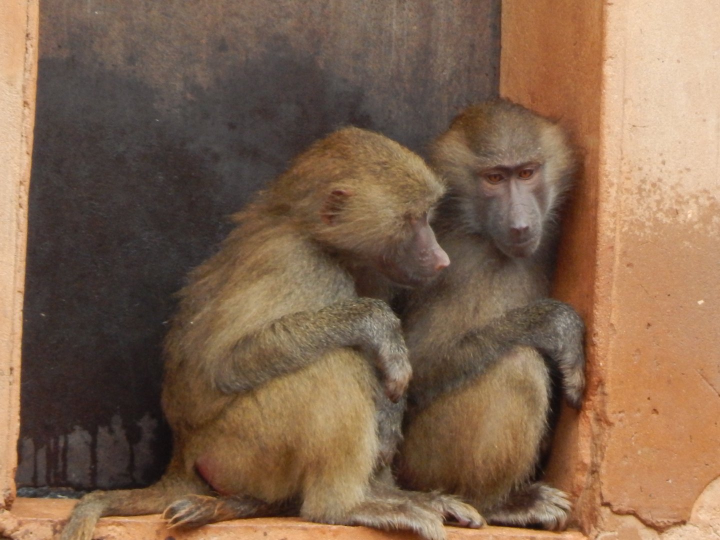 Hamadryas baboons 130624