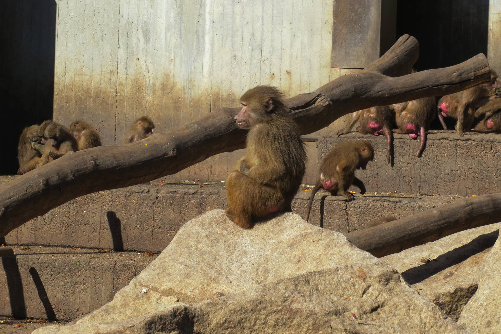 Hamadryas Baboons 150216