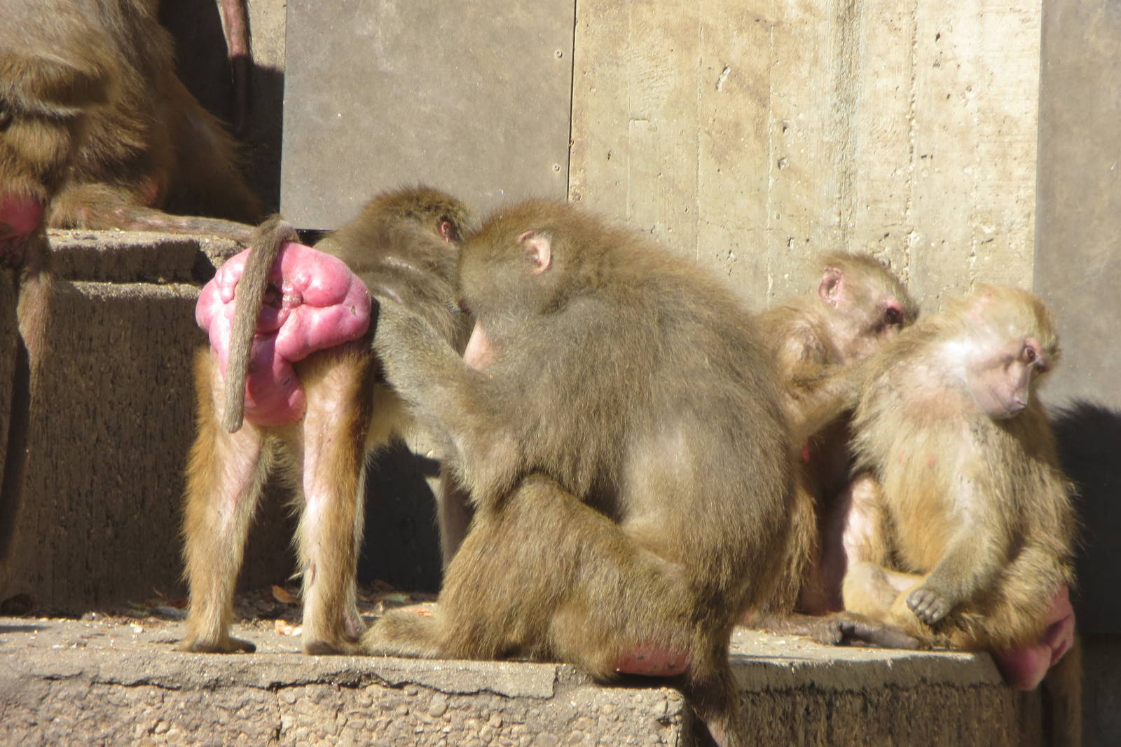 Hamadryas Baboons 150216