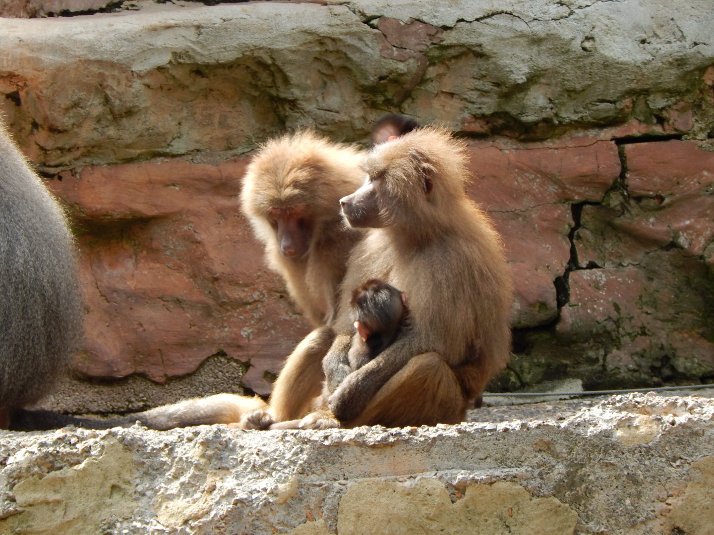 Hamadryas baboons 170524