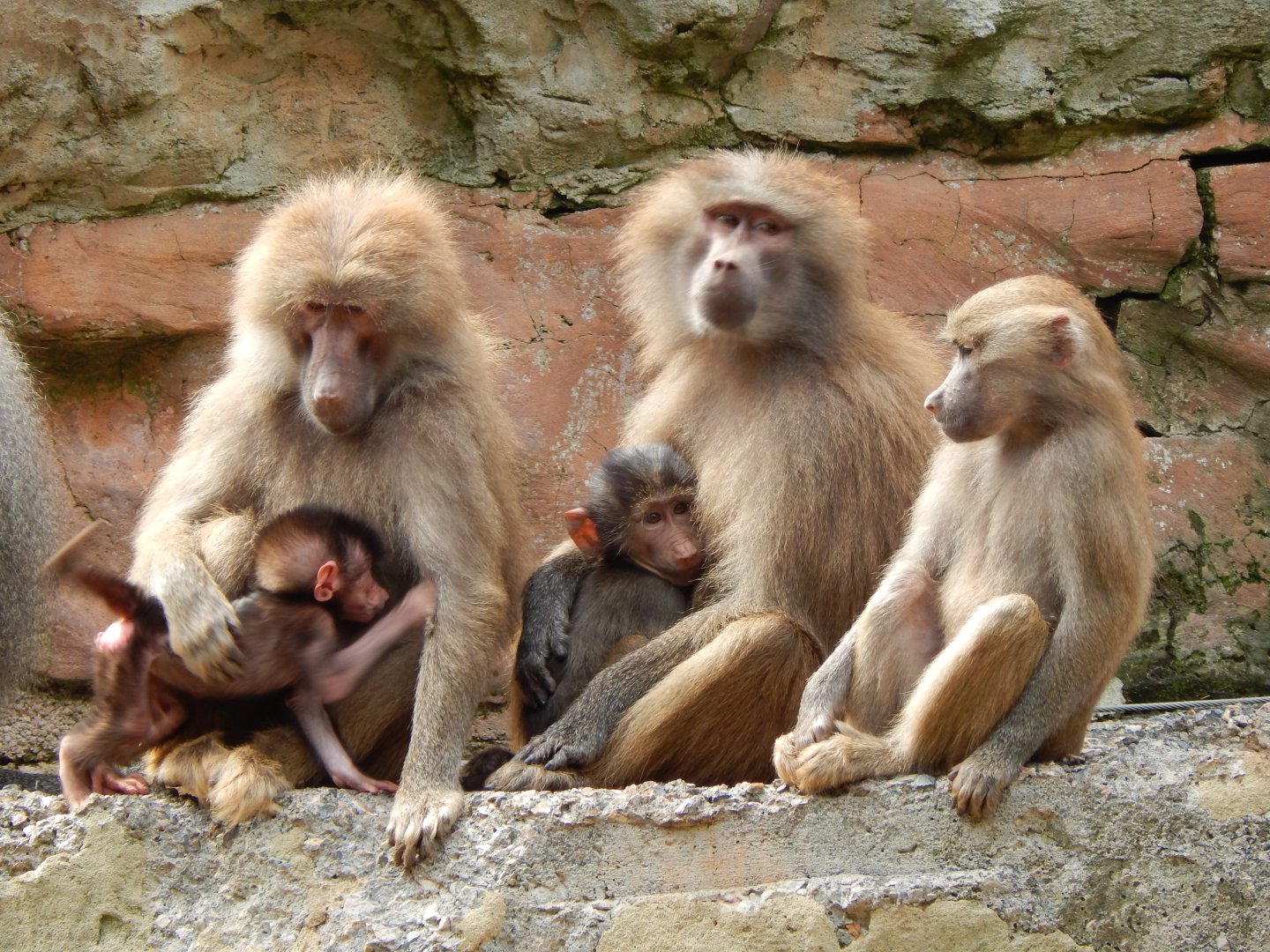 Hamadryas baboons 170524