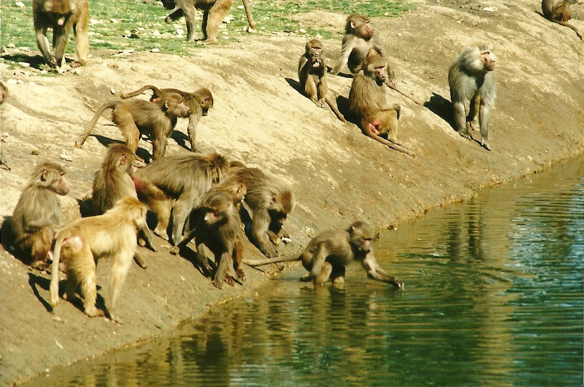 Hamadryas Baboons, 19th August 2000