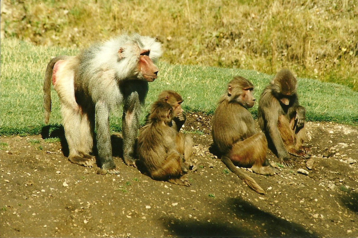 Hamadryas Baboons, 19th August 2000