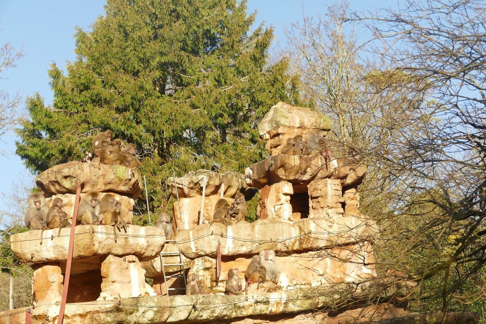 Hamadryas Baboons, 2 January 2023