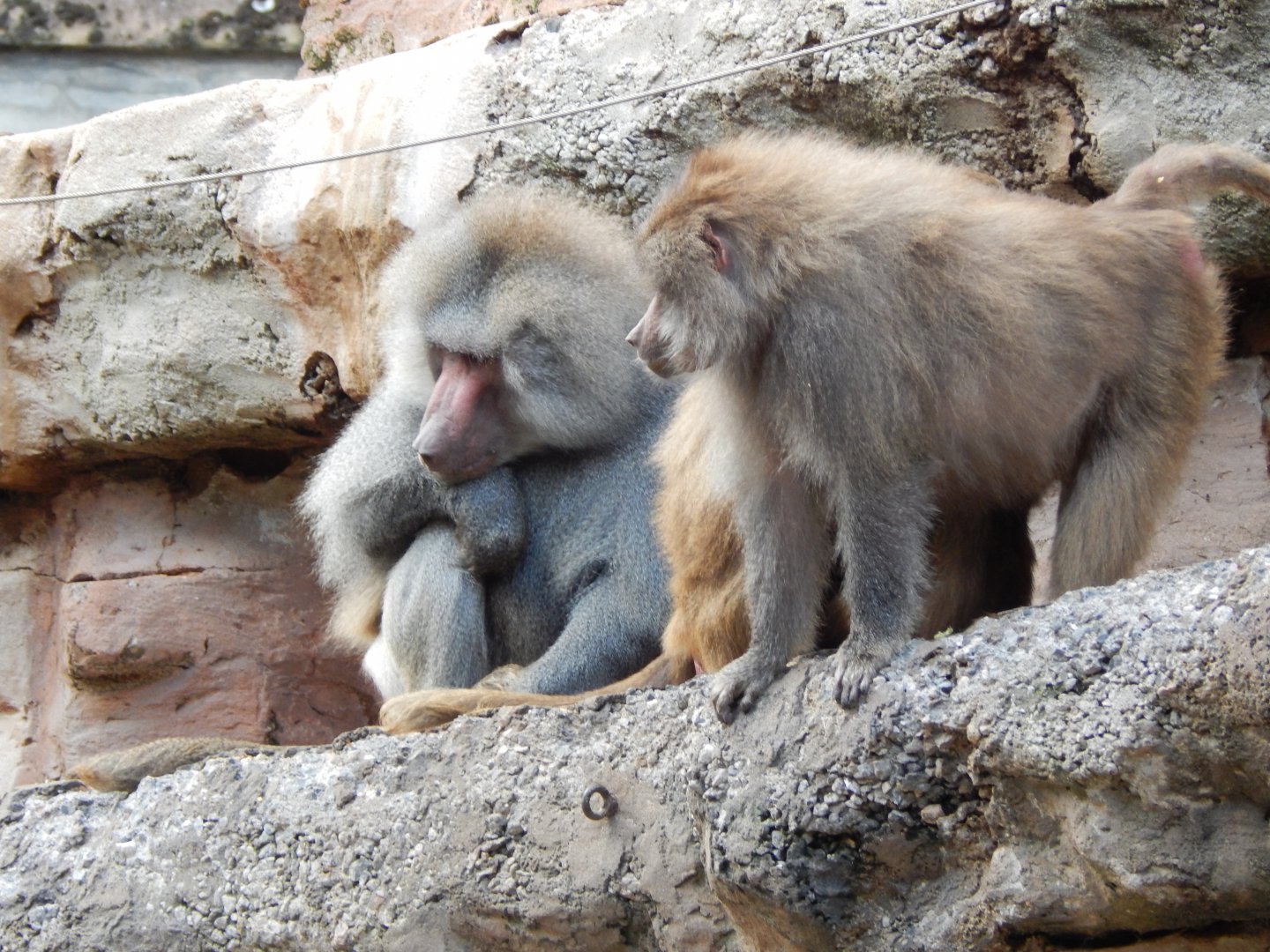 Hamadryas baboons 201121