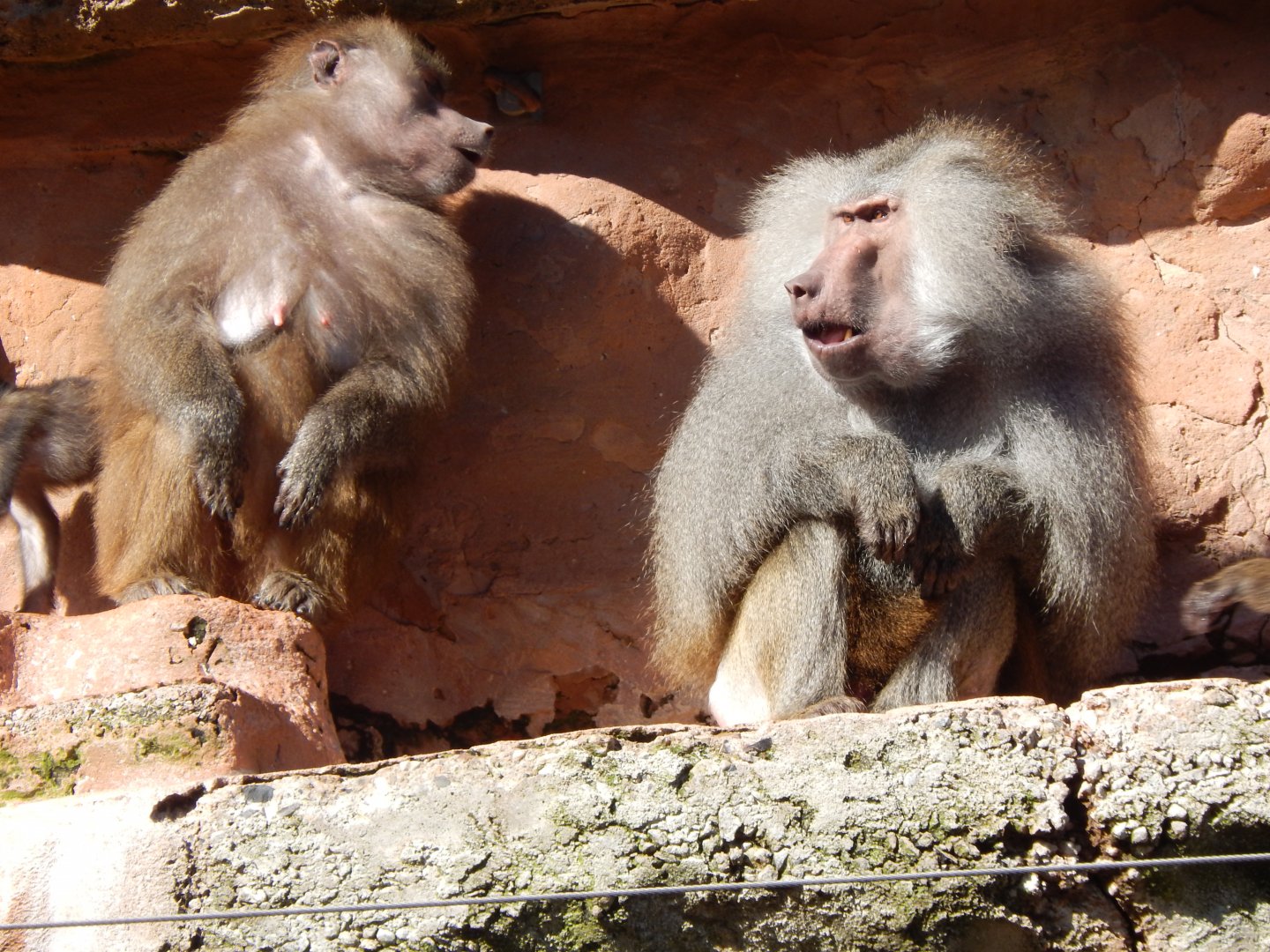 Hamadryas baboons 240222