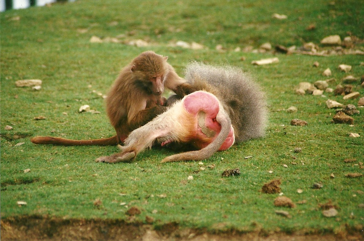Hamadryas Baboons 25th March 2000