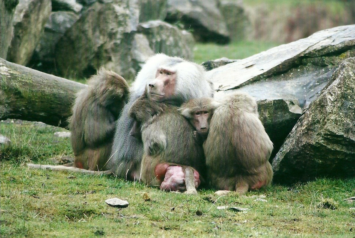 Hamadryas Baboons 27th December 2012