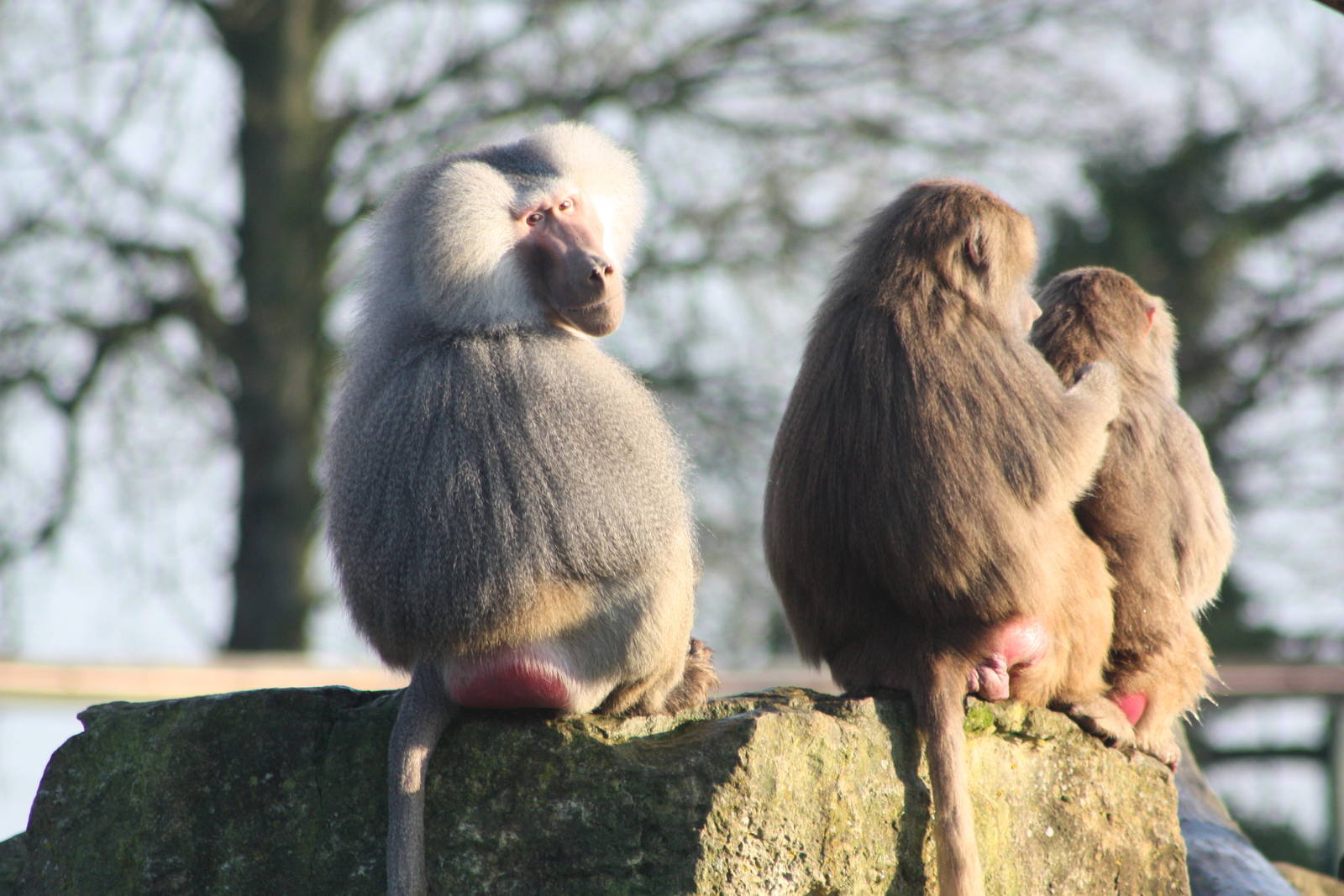 Hamadryas Baboons, 27th December 2014