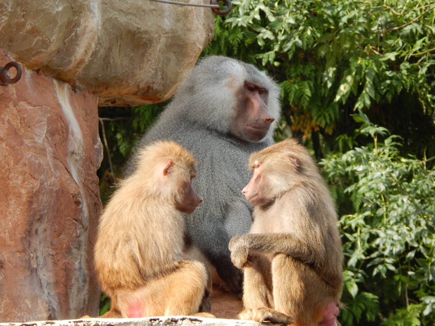 Hamadryas baboons 290923