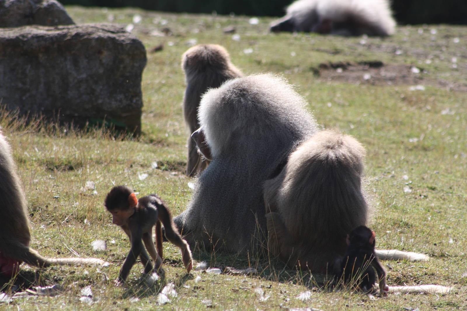 Hamadryas Baboons, 4th August 2014