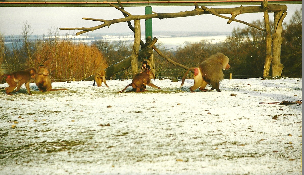 Hamadryas Baboons 5th December 1998