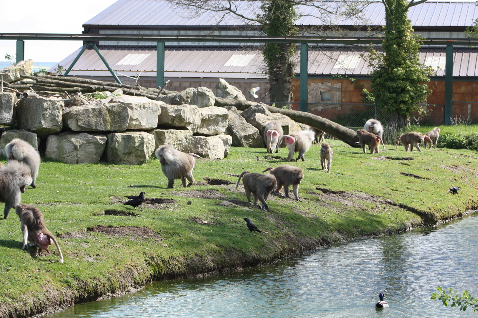Hamadryas Baboons, 6th May 2014