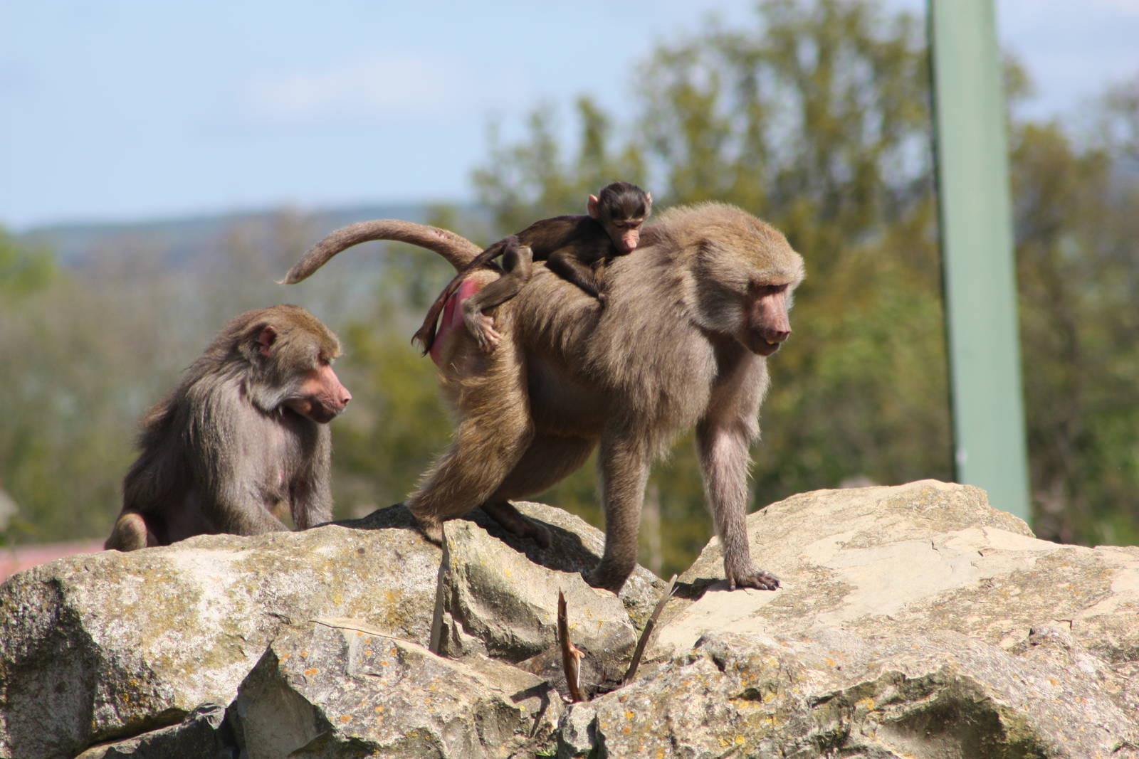 Hamadryas Baboons, 6th May 2014