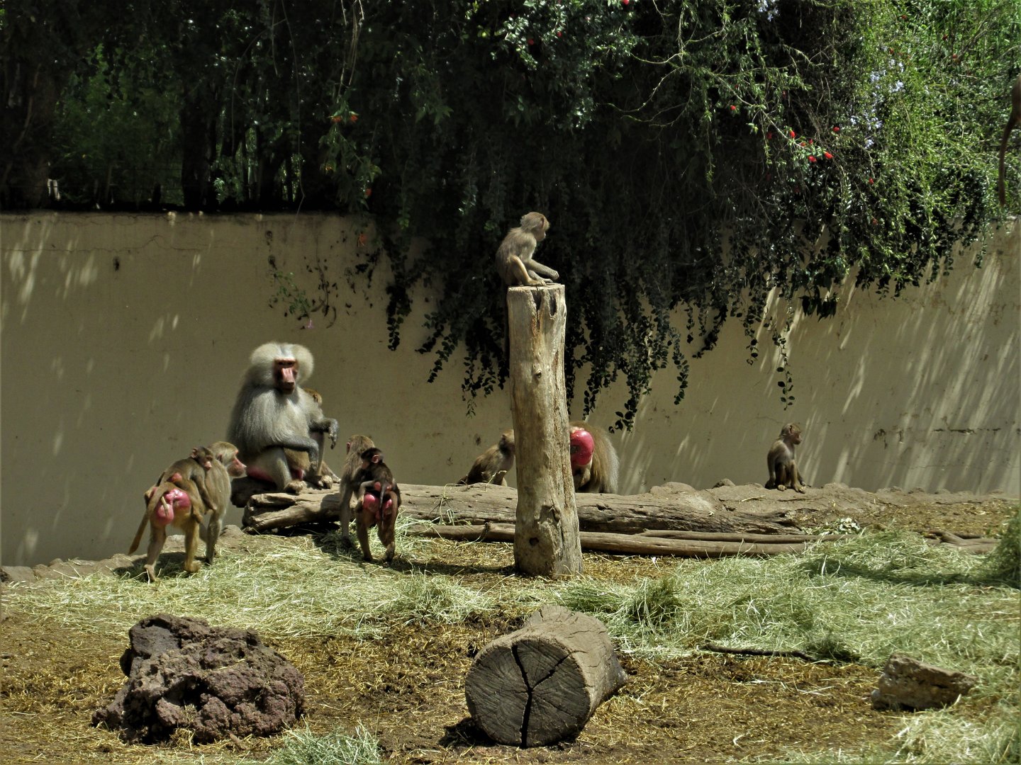 Hamadryas baboons Africam Safari