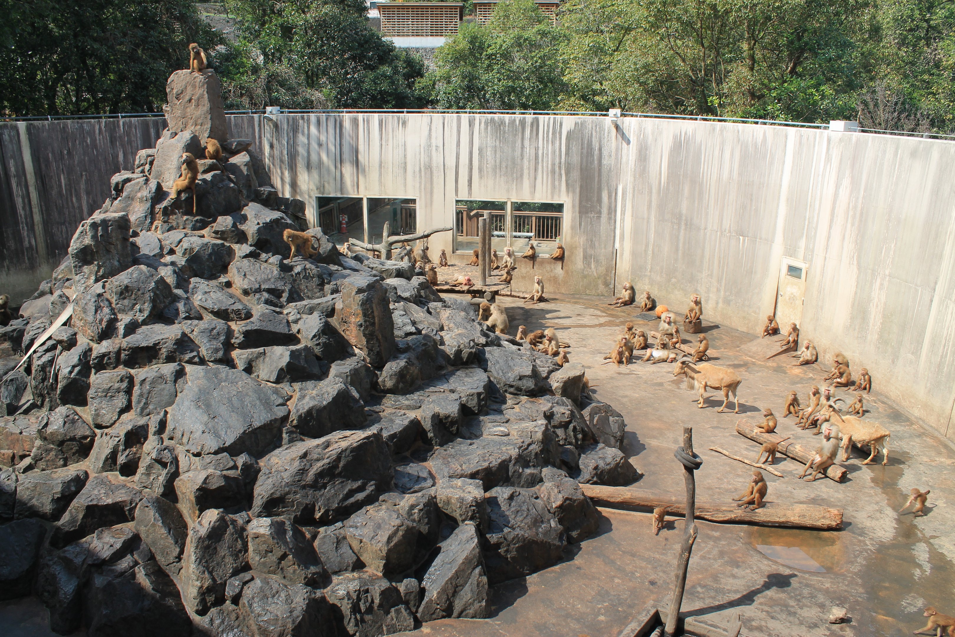 Hamadryas Baboons and Aoudads - Hirakawa Zoo (Kagoshima)