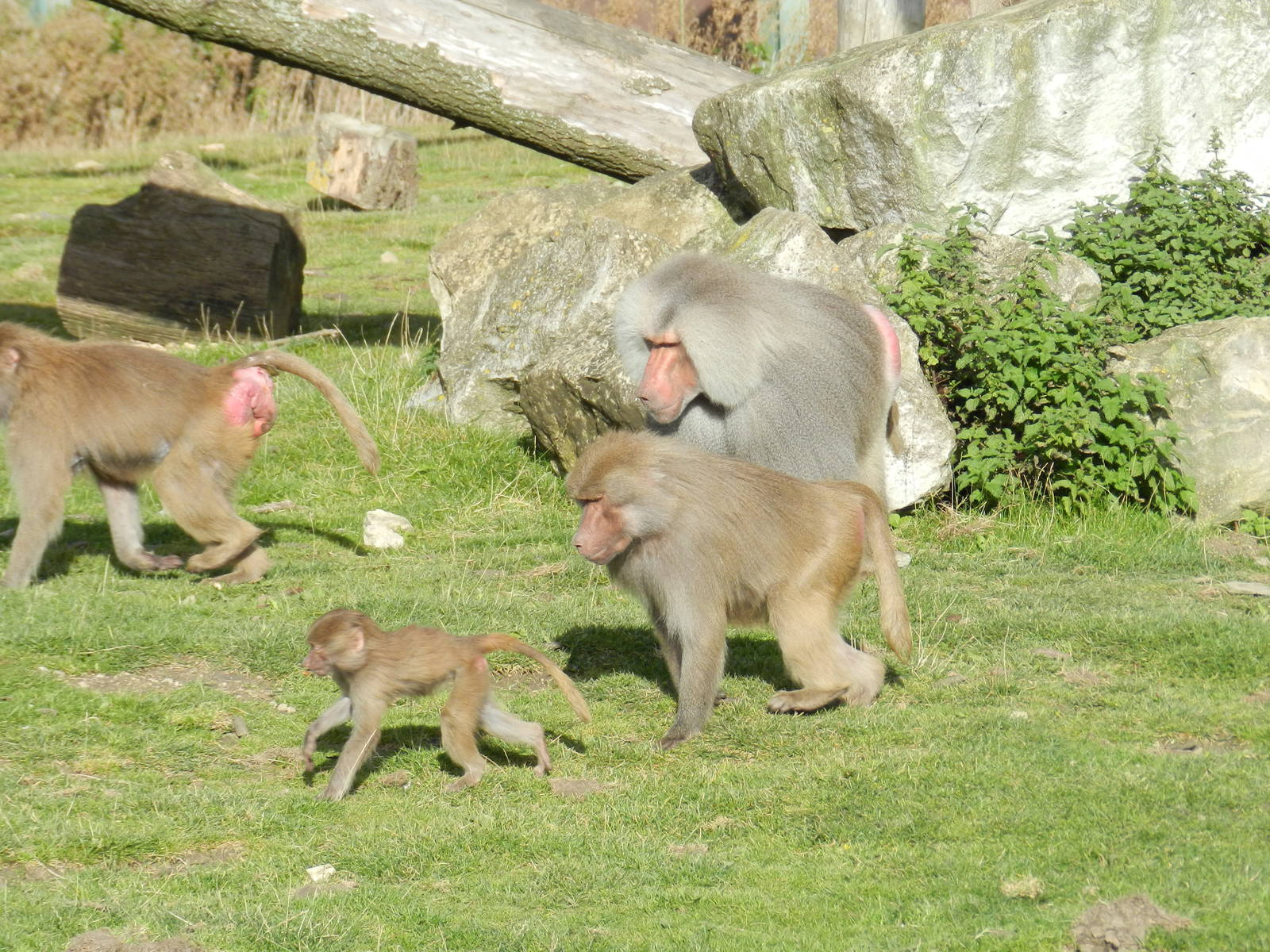 Hamadryas Baboons at Flamingo Land - 14/10/2012