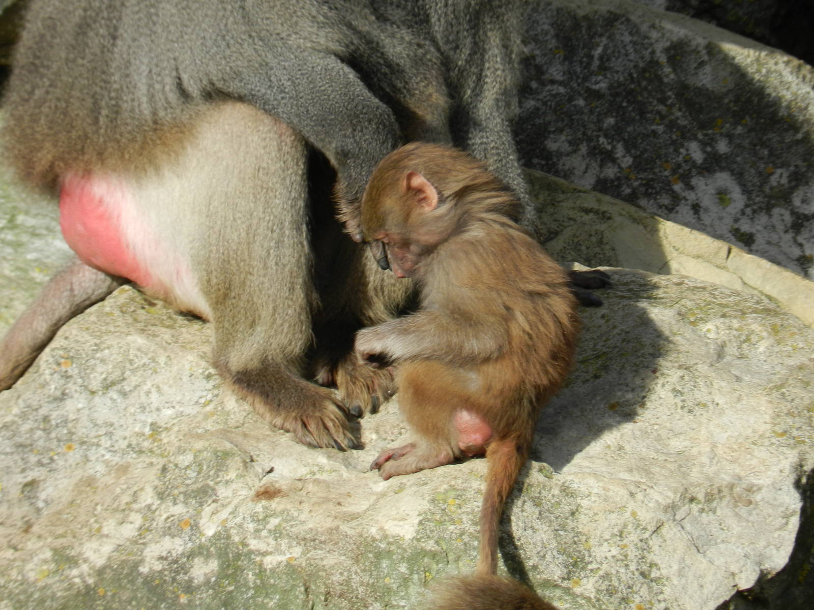 Hamadryas Baboons at Flamingo Land - 14/10/2012