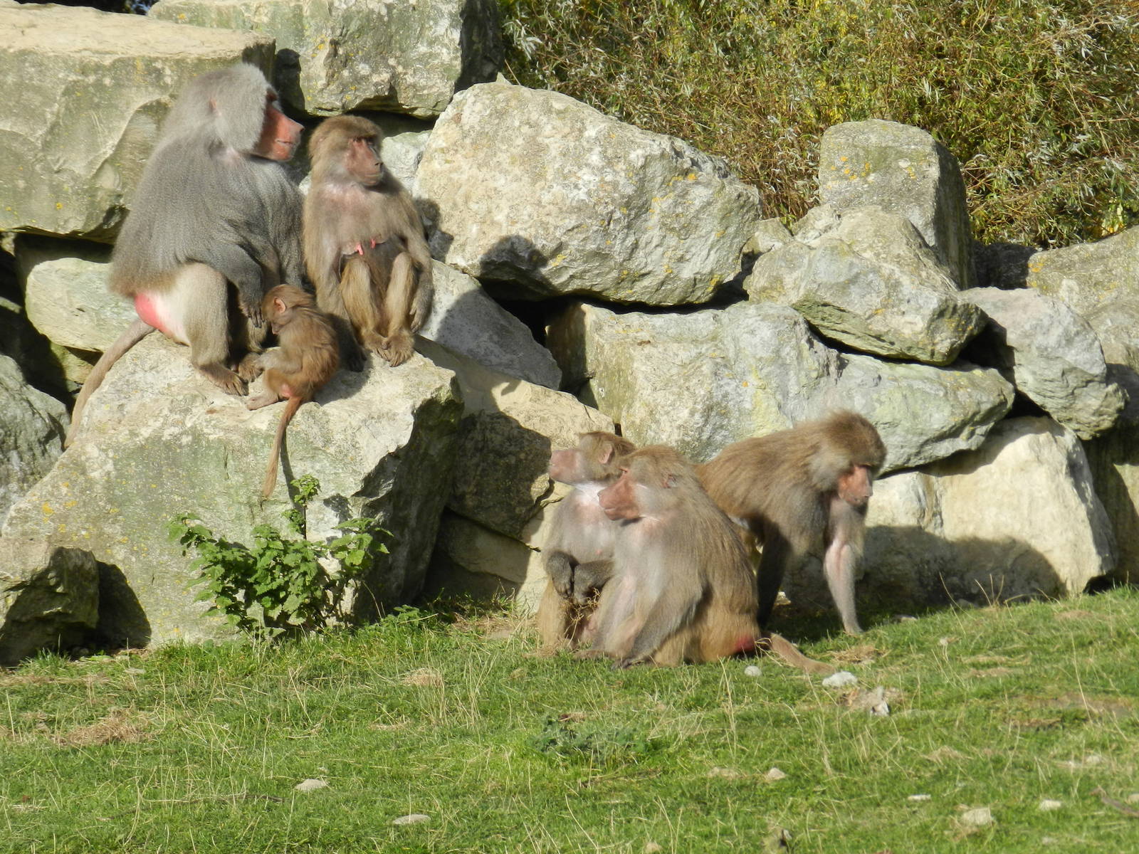 Hamadryas Baboons at Flamingo Land - 14/10/2012