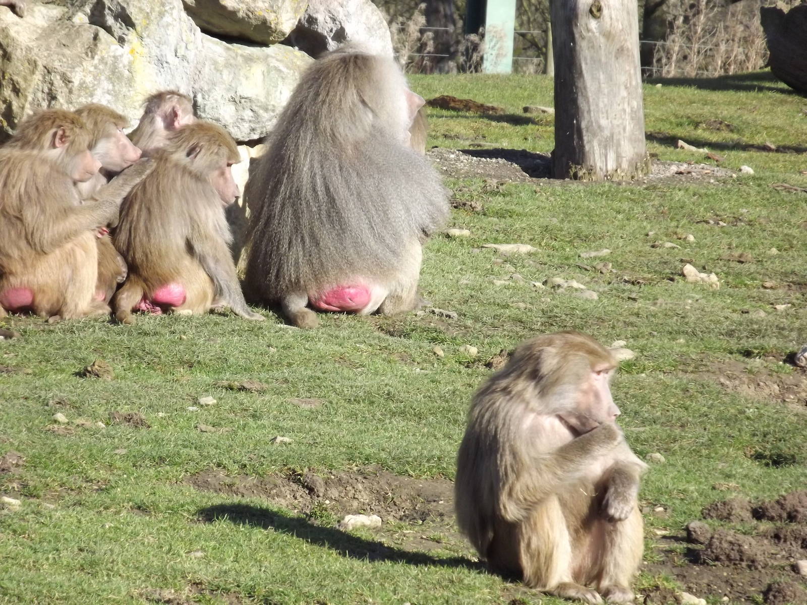 Hamadryas Baboons at Flamingoland 19/02/12
