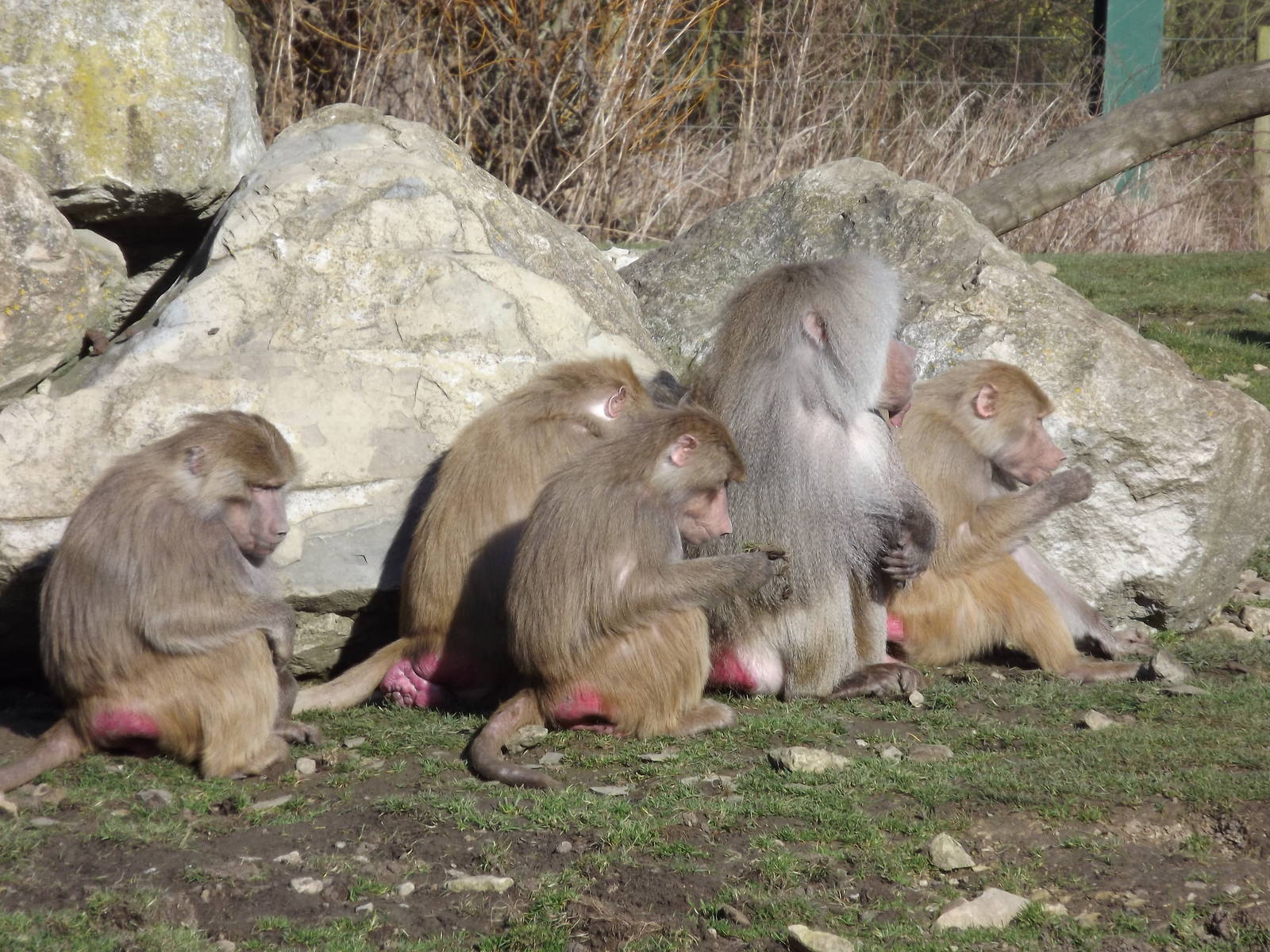 Hamadryas Baboons at Flamingoland 19/02/12