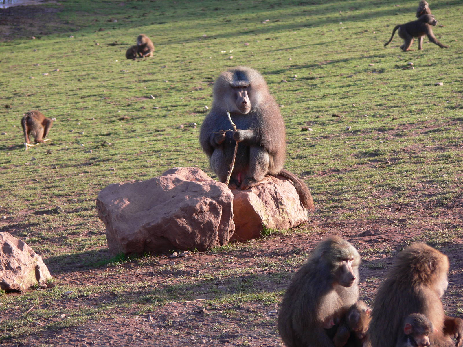 Hamadryas Baboons at South Lakes, 16/02/14