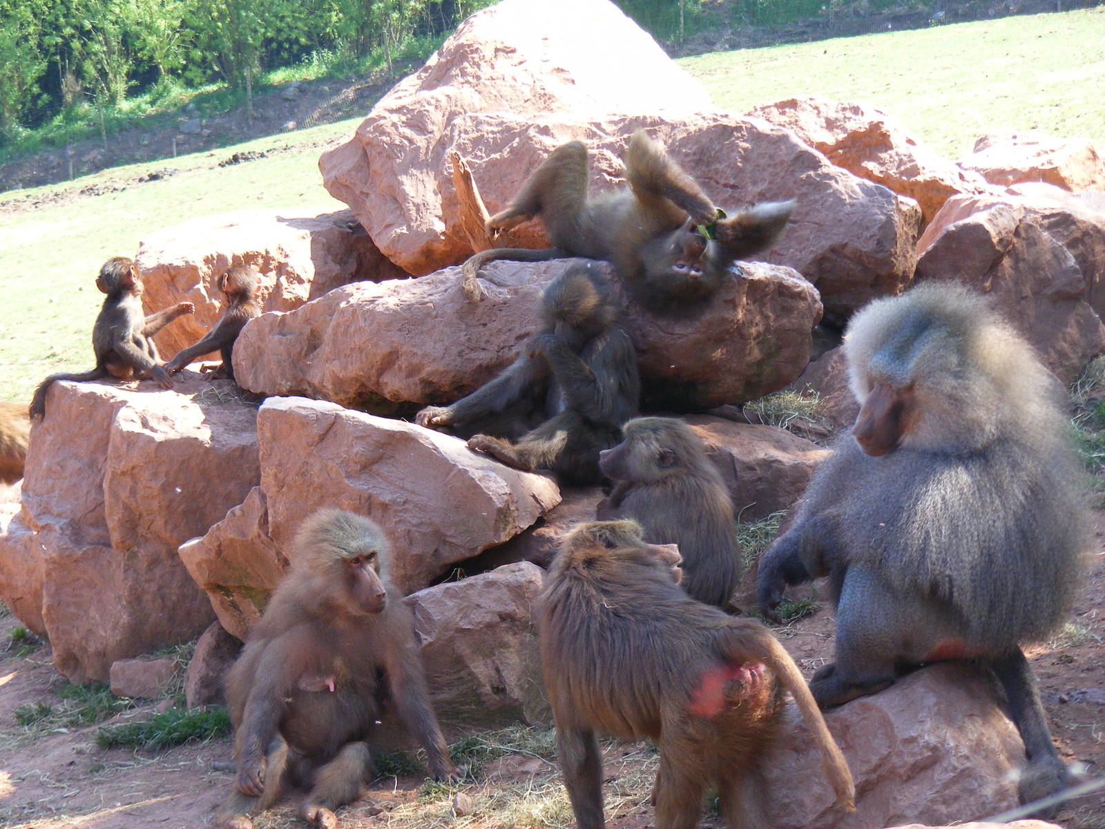 Hamadryas baboons at South Lakes Wild Animal Park, 23 May 2010