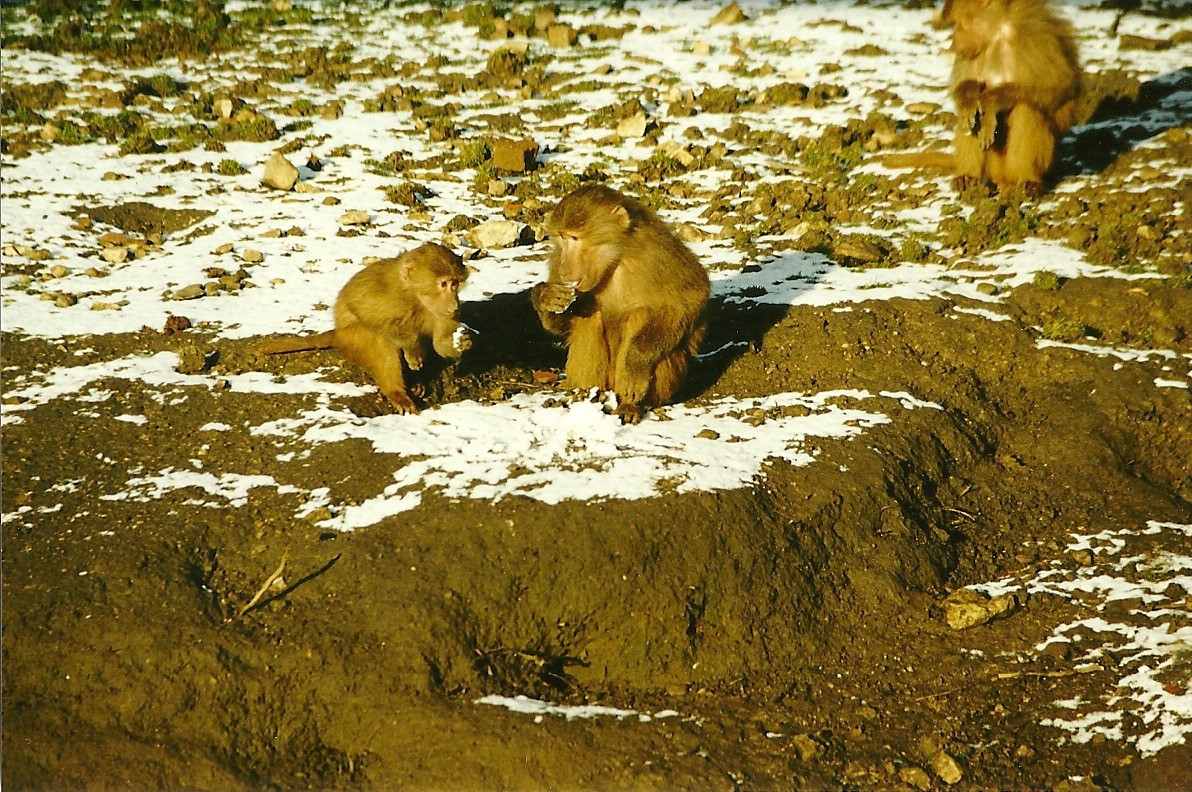 Hamadryas Baboons eating snow 5th December 1998