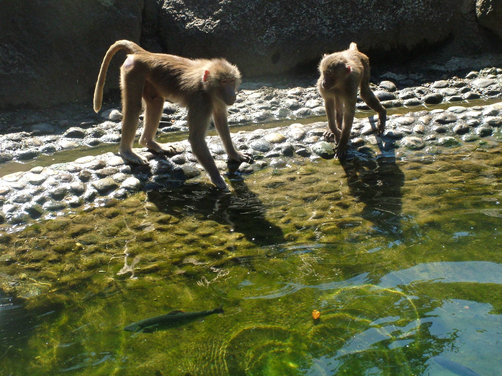 Hamadryas Baboons go fishing at Munich Zoo 2006
