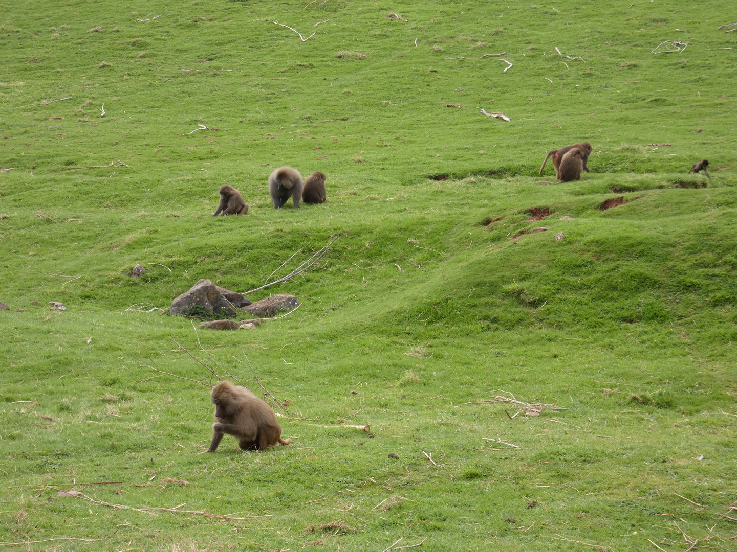 Hamadryas baboons grazing