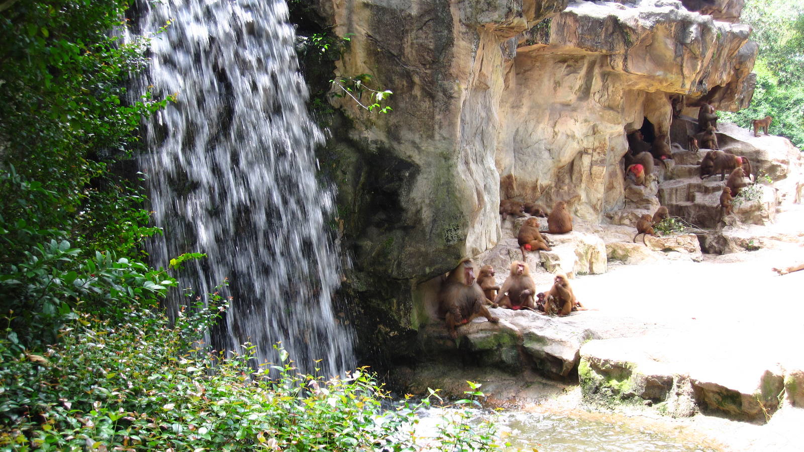 Hamadryas Baboons, Great Rift Valley of Ethiopia