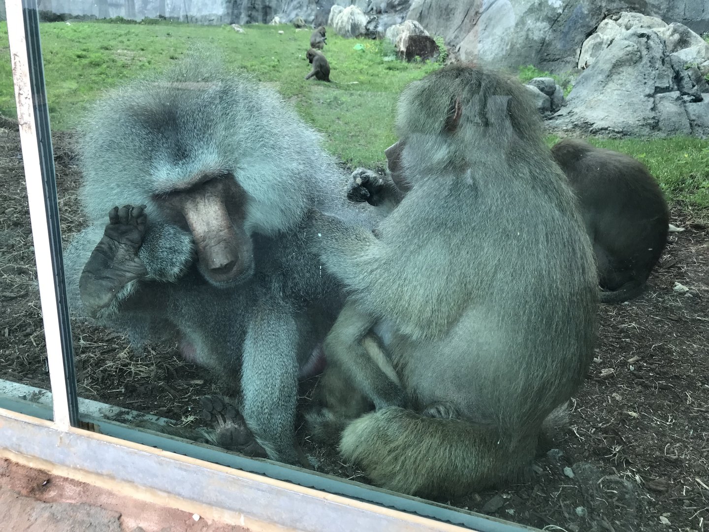 Hamadryas Baboons grooming