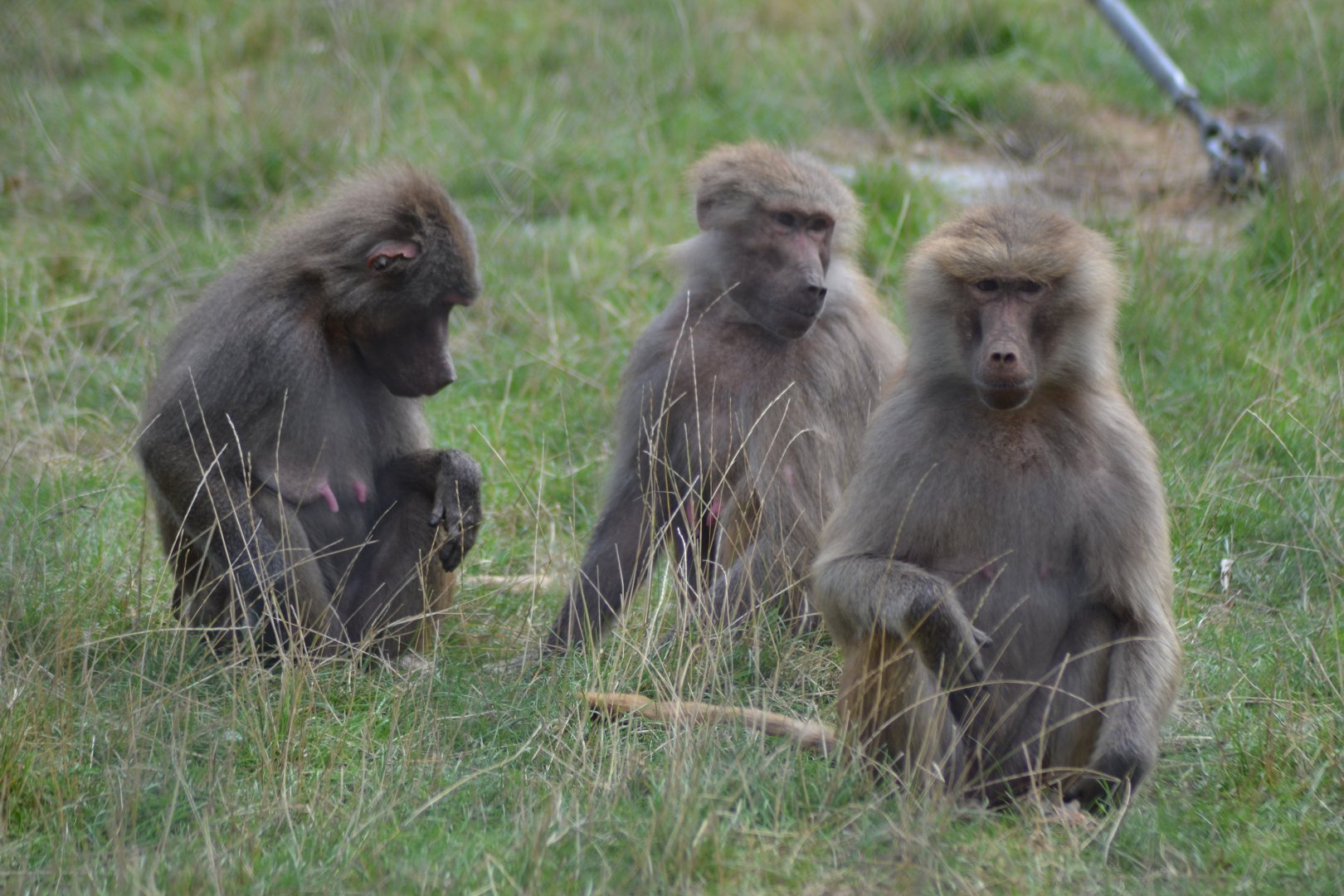 Hamadryas baboons in Knuthenborg