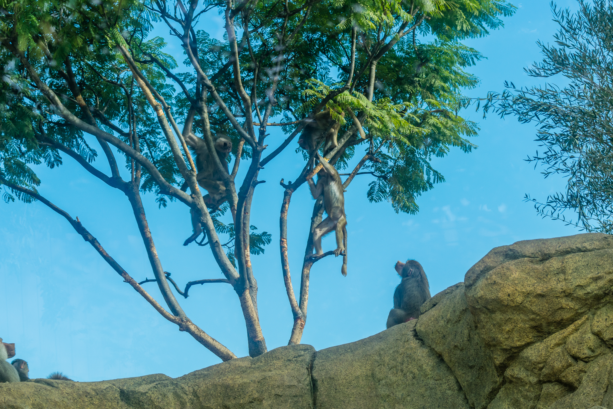 Hamadryas Baboons in the trees in the Ethiopian Highlands.