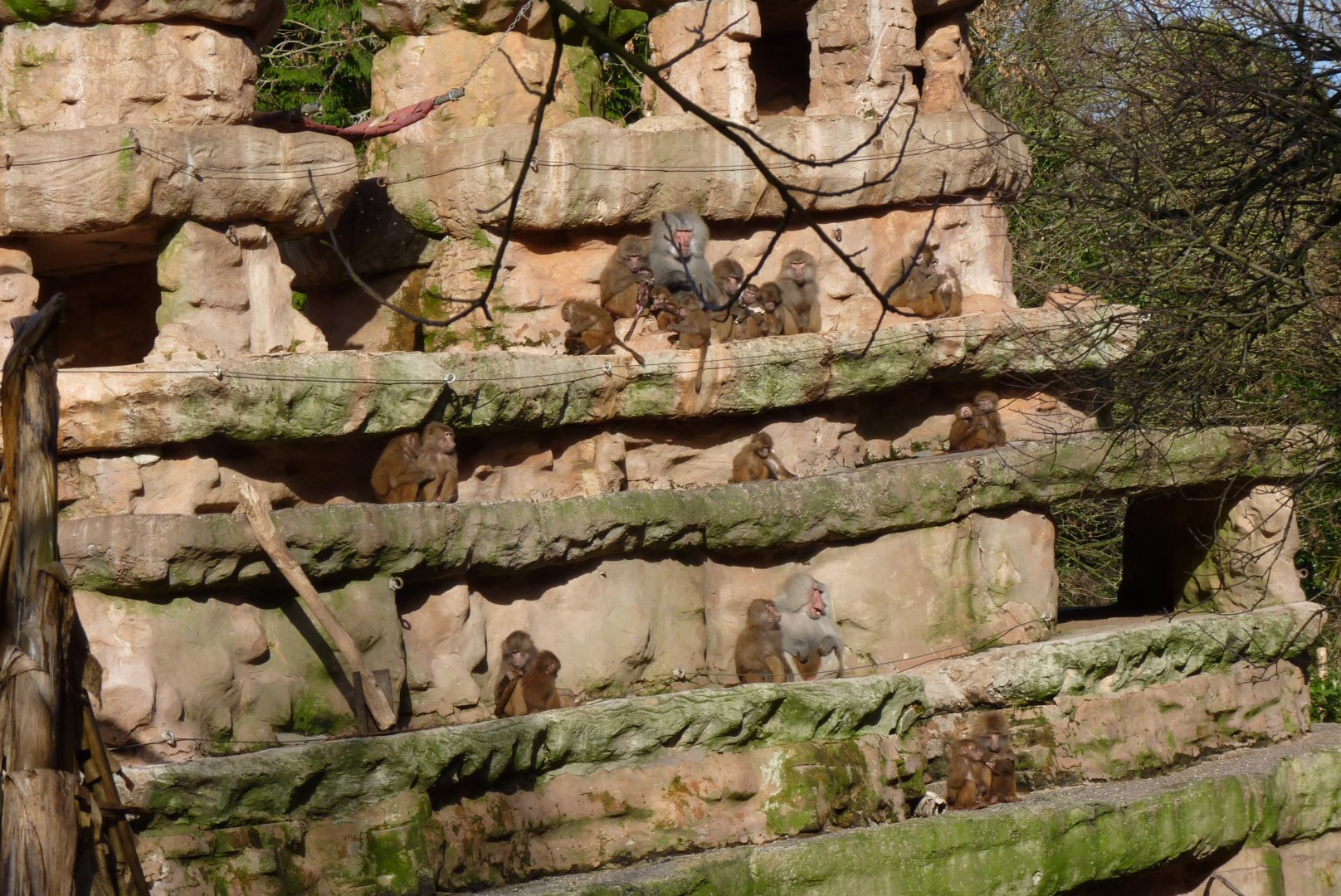 Hamadryas Baboons, January 2017