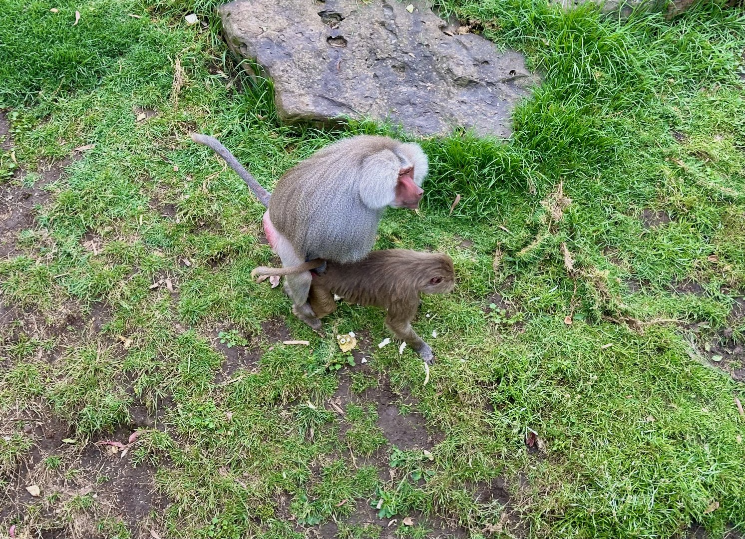 Hamadryas Baboons Mating