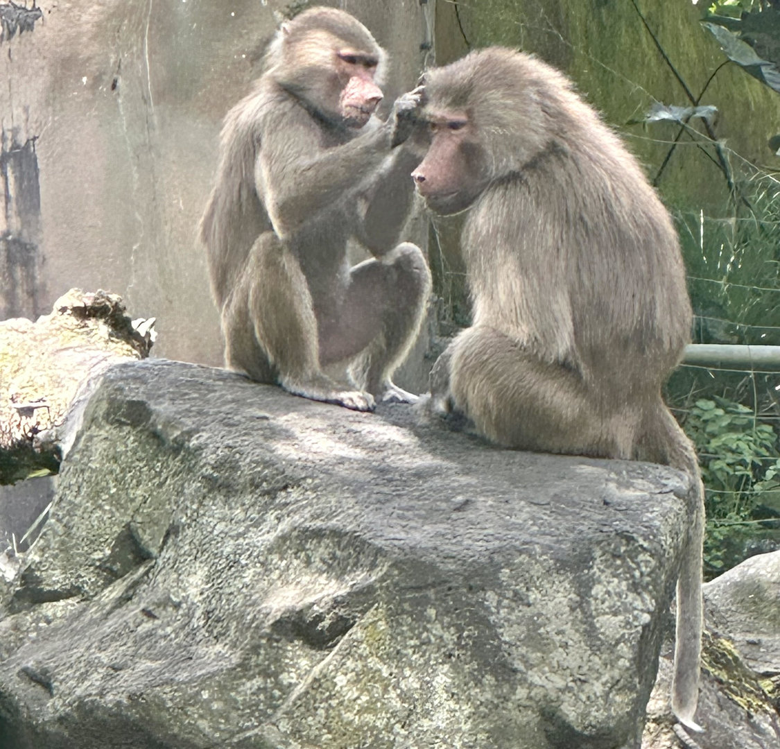 Hamadryas Baboons (Mother and Daughter)