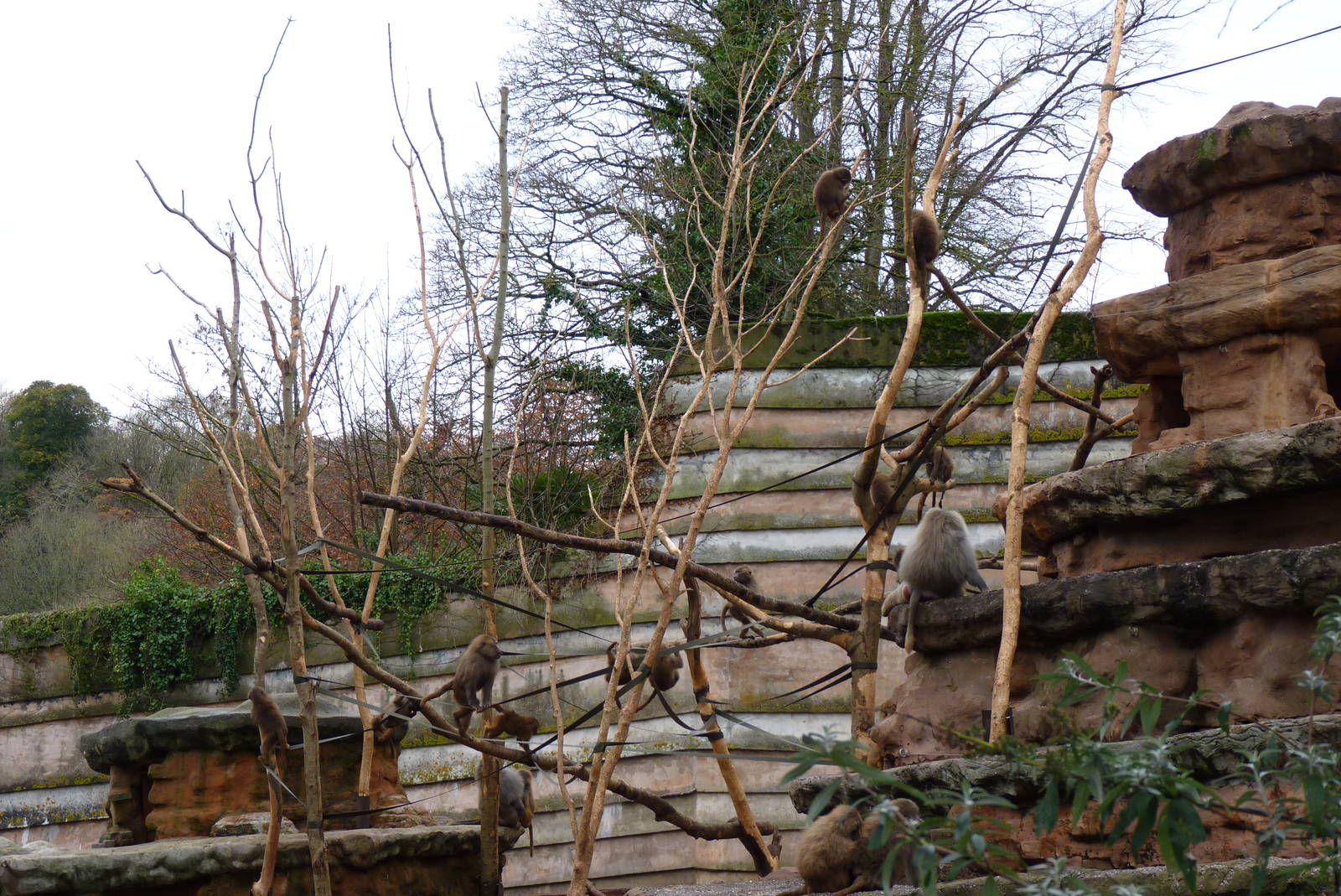 Hamadryas Baboons. November 2014