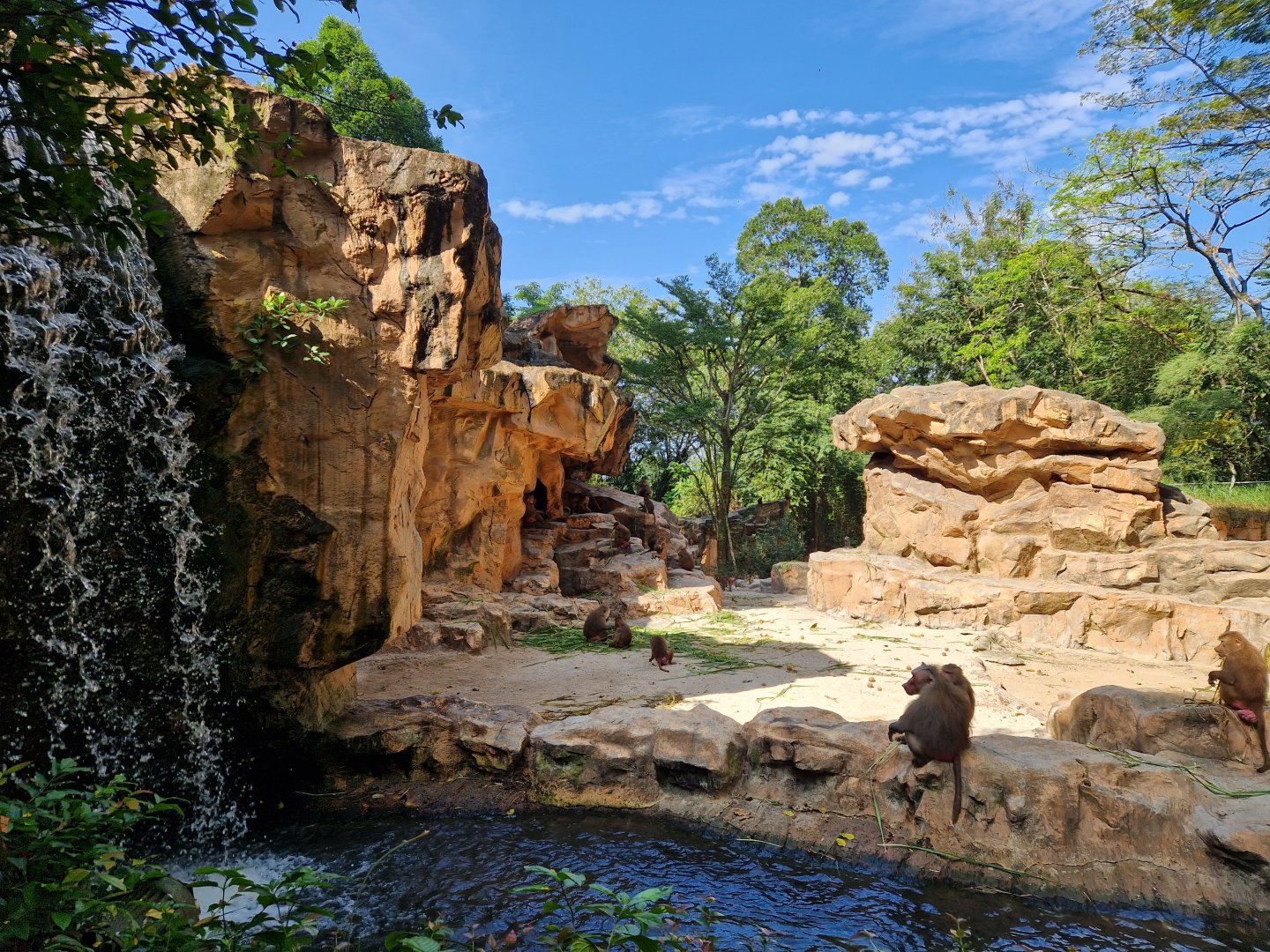 Hamadryas Baboons / Nubian Ibex exhibit