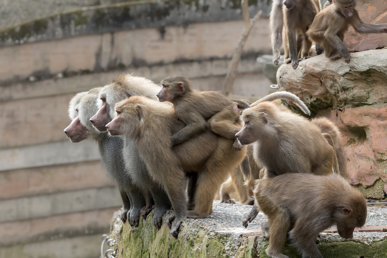 Hamadryas Baboons / Paignton / 18-3-23