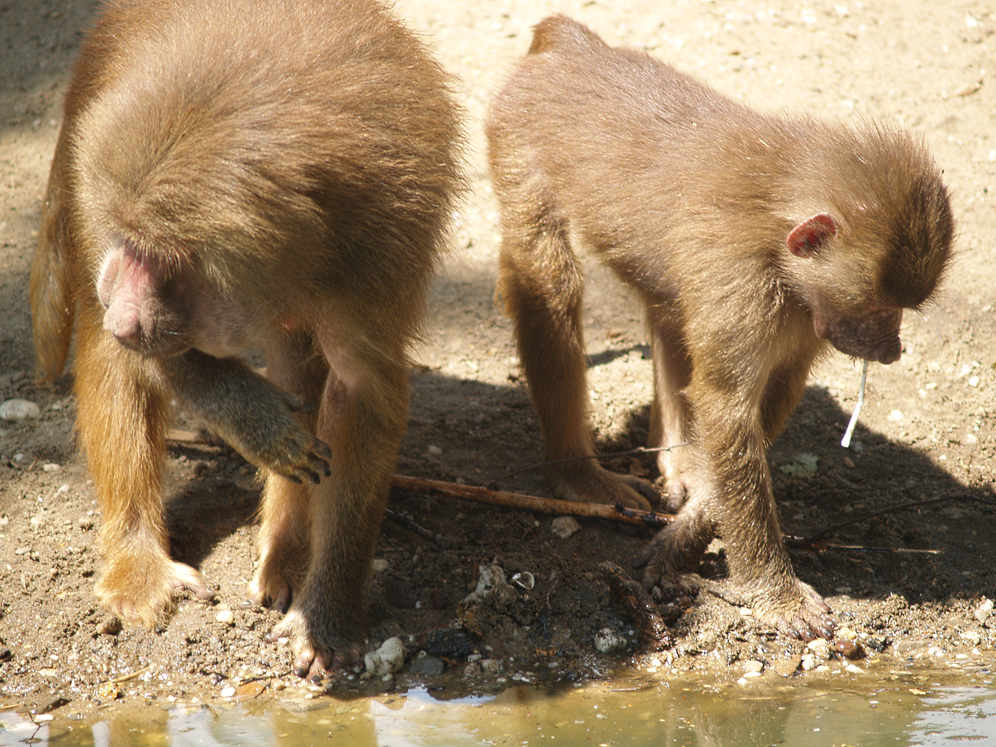 Hamadryas baboons (Papio hamadryas), 2006-07-08