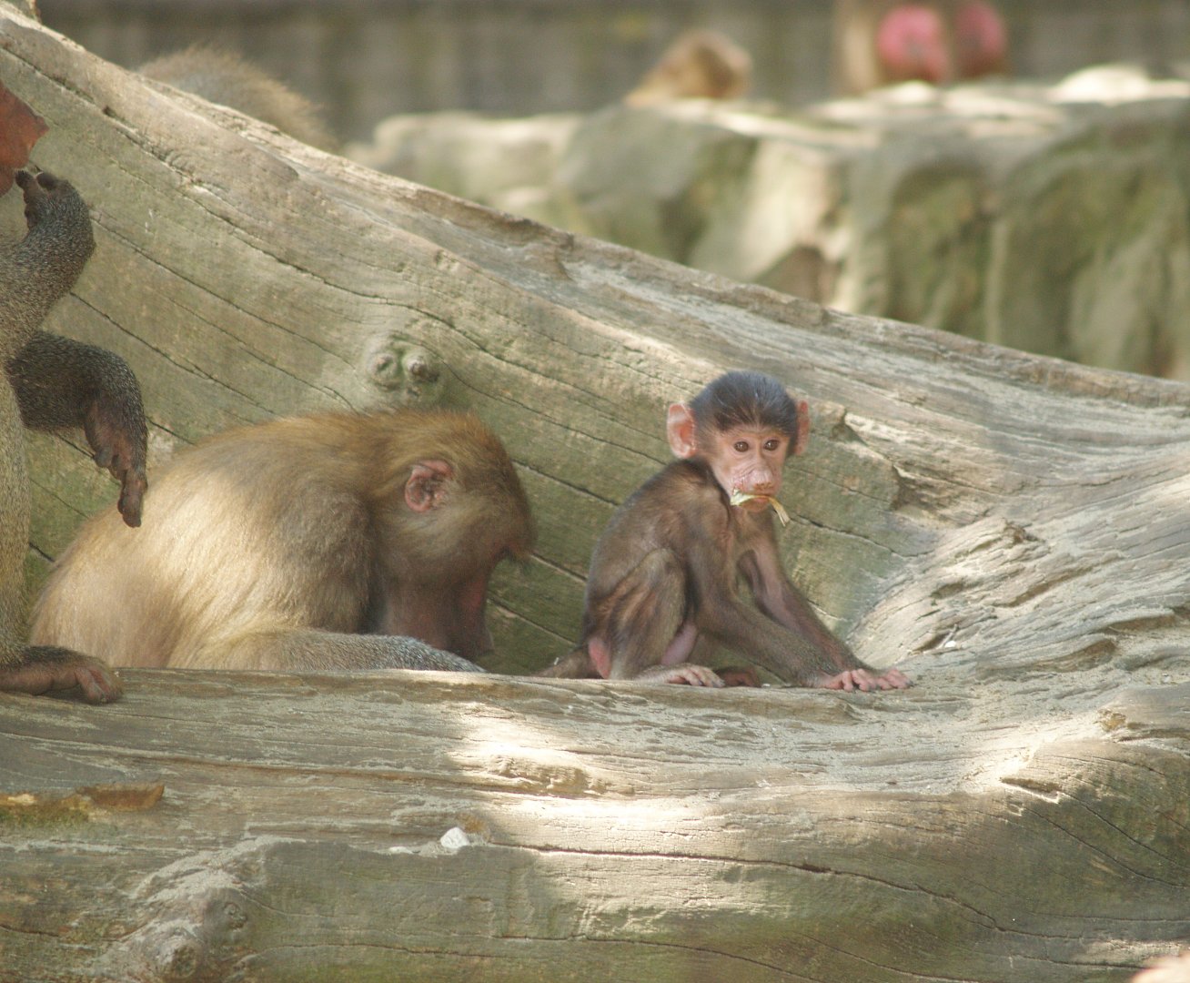Hamadryas baboons (Papio hamadryas), 2006-07-08