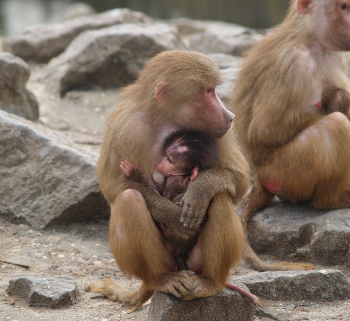 Hamadryas baboons (Papio hamadryas), 2008-03-01