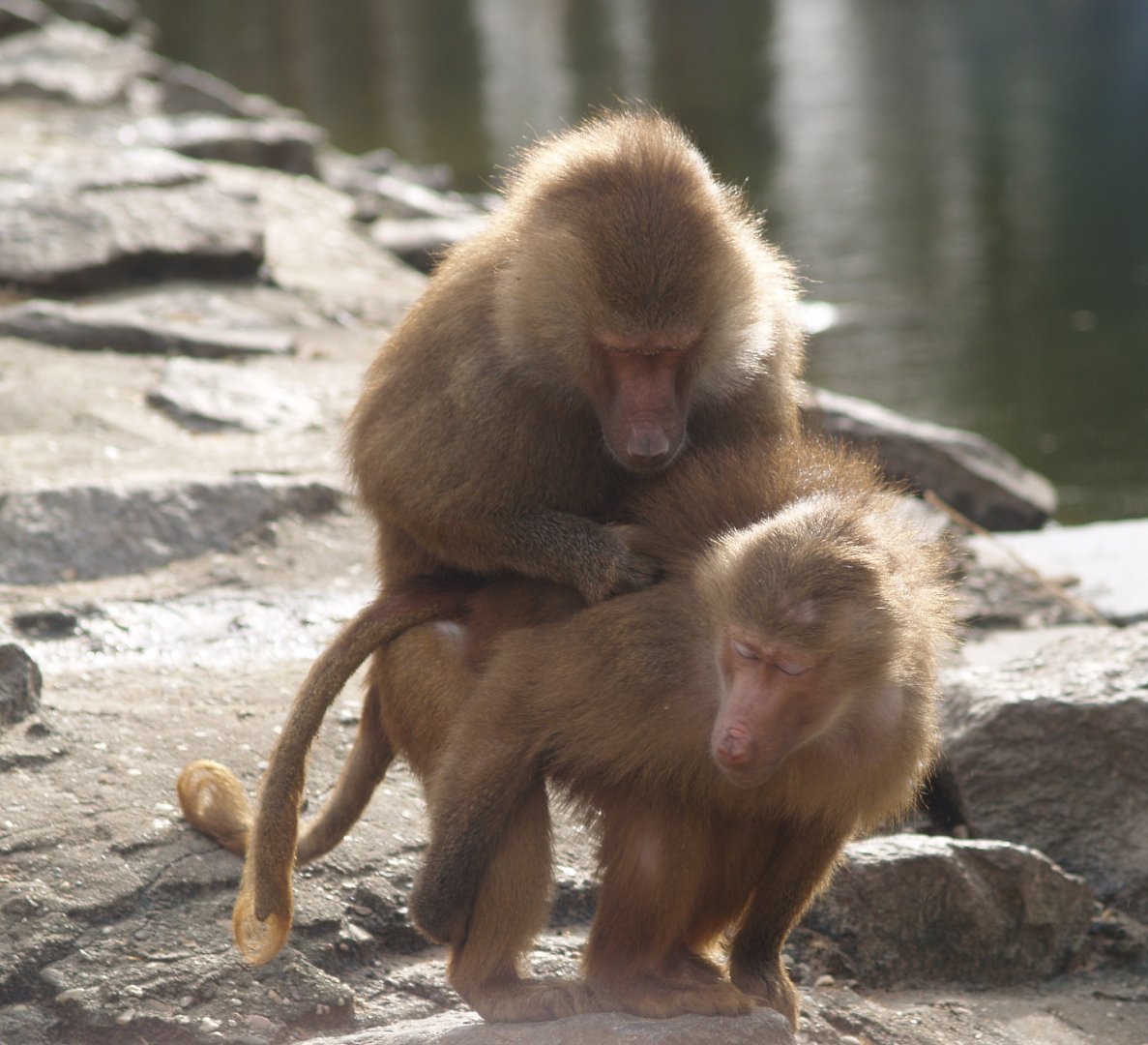 Hamadryas baboons (Papio hamadryas), 2008-03-01