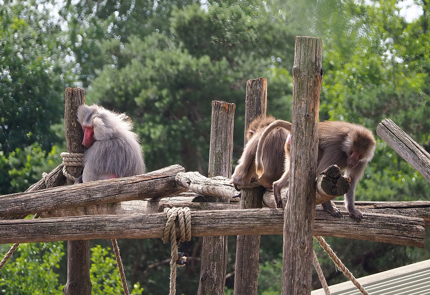 Hamadryas baboons (Papio hamadryas), 2022-06-12