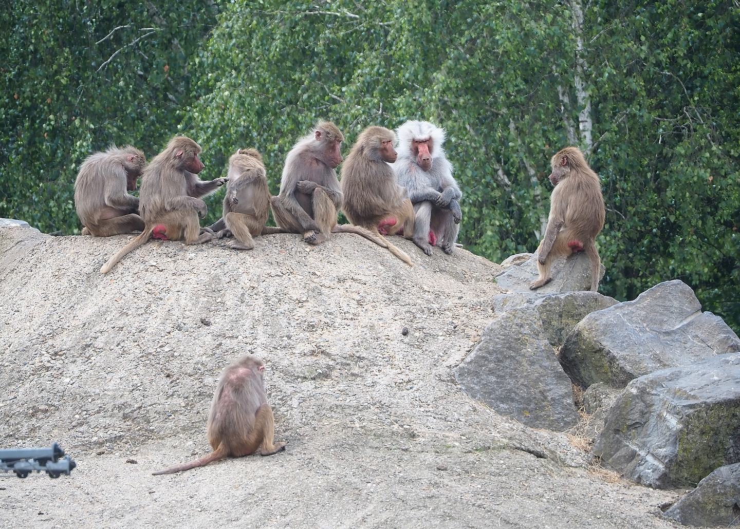 Hamadryas baboons (Papio hamadryas), 2022-06-12